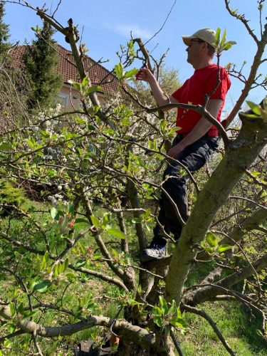 Günter Berger beim naturnahen Obstbaumschnitt